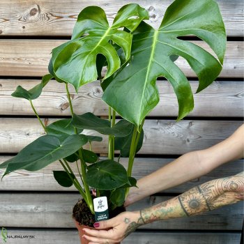 Monstera deliciosa (Monstera skvelá) - kont. C1,5L, výška 40-45 cm
